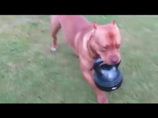 The real reason pit bulls are so scary they train with kettlebells!