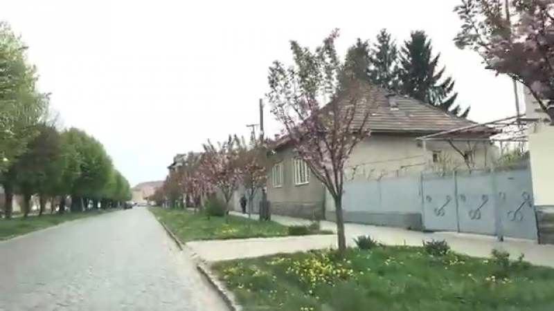 Як у мукачеві алеями цвітуть сакури!