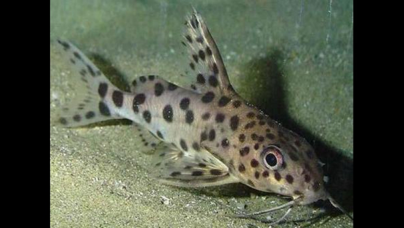 Постаноа "запятнанная репутация"