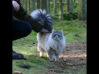 Behold flora, queen of all floofy tailed kitties!