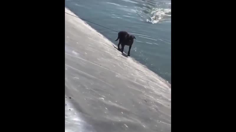 Крокодил утащил молодые ямайка