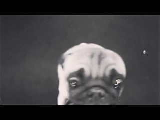 Daveyknox was porn by this vicious beast today #puglife #whatasickdog