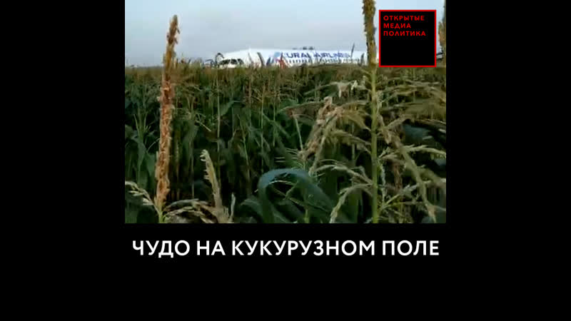 Чудо на кукурузном поле