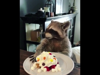 Пушистая милота | енотик сладкоежка