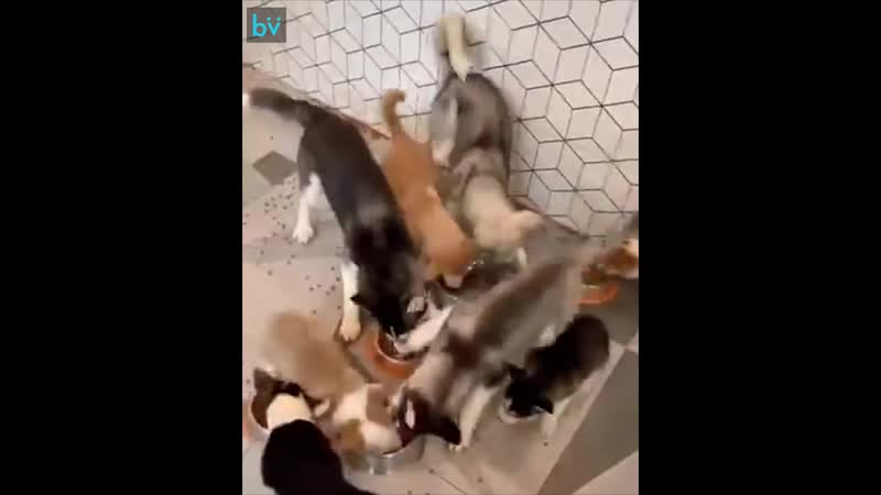 Пригласил друзей отметить свой дэрэ