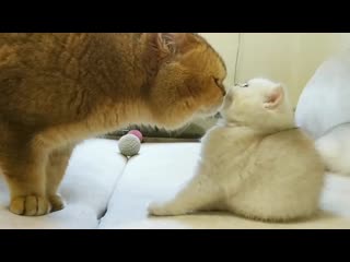 Kitty coco met her dad william soo cute british shorthair