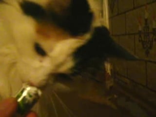 Cat mint tablets (котэ любит rondo) кошка и мятные таблетки под фреда астэра