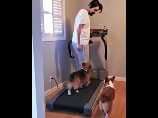 Trying to work out with a corgi in the house is