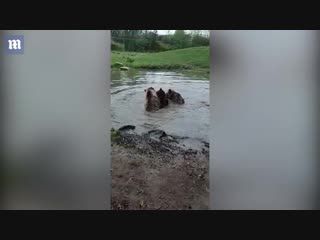 Медведи загрызли волка в зоопарке