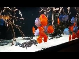 Amazing feeding time (stendker goodheart) stendker discus @ kölle porn stuttgart (germany)