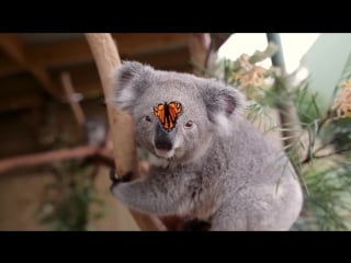 Butterfly takes over koala joeys photoshoot and owns it like a boss!