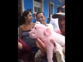 Кубада шошка маймылдын бетiмен туылды cerdo con cara de mono en cuba pig with a monkey face in cuba