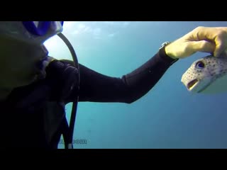 Puffer fish enjoys getting his back scratched