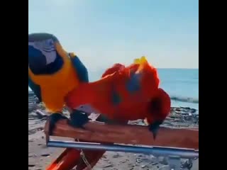 Macow parrots love making