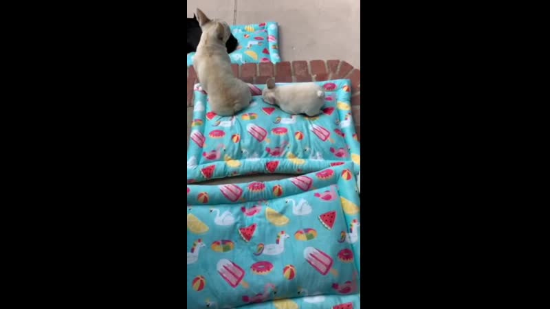 #instagram lilgirlvelvet/#frenchie #лето #щенки #puppylove #играть #собаки #щенки #dogsofinstagram #frenchbulldogs #doggo #ly
