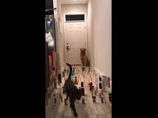 Graceful doggy follows in kittys footsteps