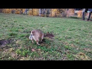 Video 20191003 151101 mp4