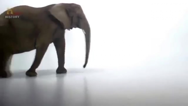 Любовь и спаривание молодые в дикой природе planet wild hd