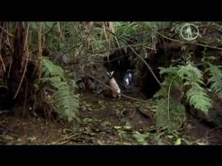 Мир природы ошибки природы / natural world natures misfits (bbc, 2014)