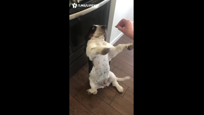 Неуклюжий милашка [жю]