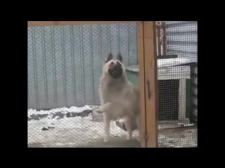 Разгромили всех (vhs video)