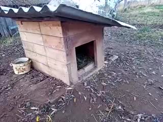 Мушка плачет и скучает по дому (480p) mp4