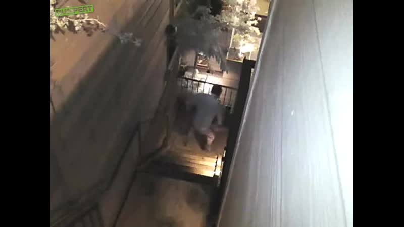 Спас молодые от енота