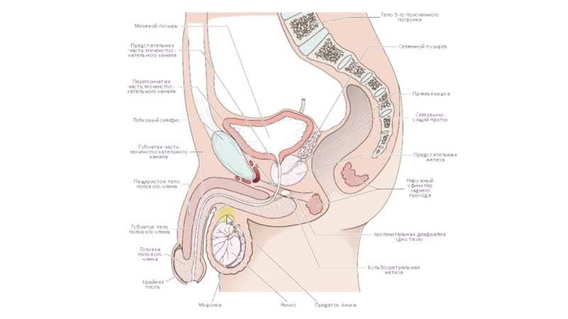 Биология в картинках строение мужской репродуктивной системы (вып 27)