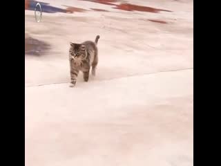 Purrfect catwalk strut
