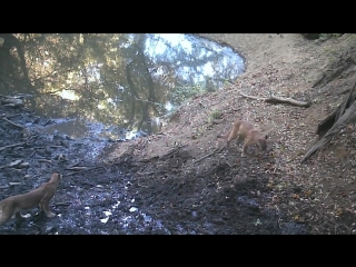 Juvenile mountain lions on tejon ranch