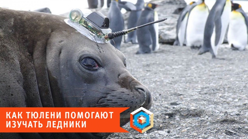 Как тюлени помогают изучать ледники