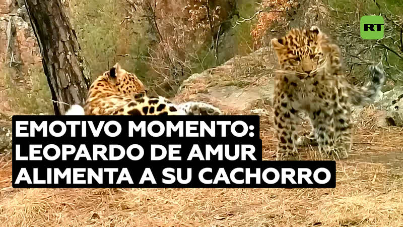 La ternura de una madre leopardo de amur amamanta a su cachorro en el lejano oriente
