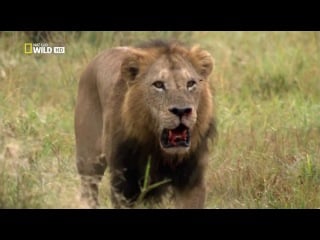 National geographic дикая ботсвана братство львов / wild botswana lion brotherhood [2014, документальный, природа, фауна,