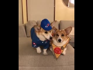 Woof mp4
