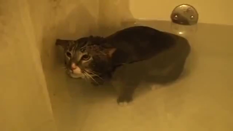 Cat meows underwater [original video]