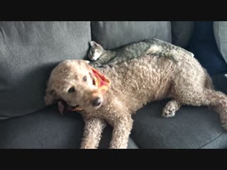 Update roommates cat still totally in love with my dog