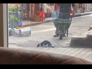Man waiting for cat blocking road pinnacle of feline respect in turkey