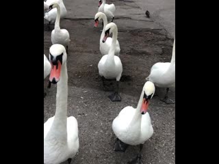 Marina tretiakova 20201011 0002 mp4