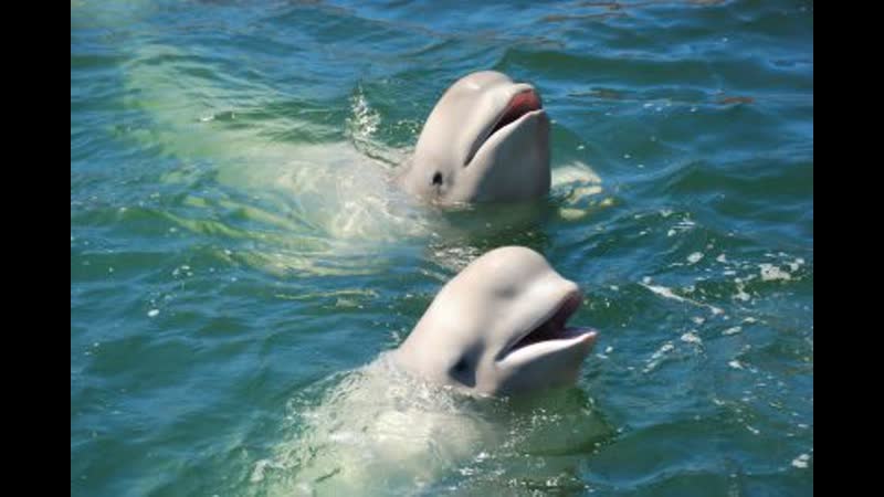 Белух и косаток начали освобождать из «китовой тюрьмы»