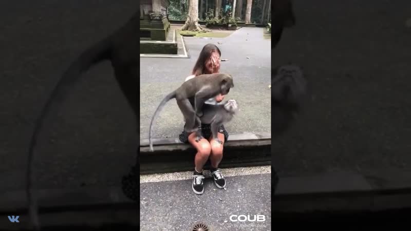 Обезьяны решили тройничок замутить