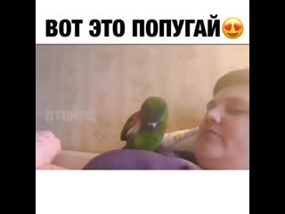 Птица говорун ☺