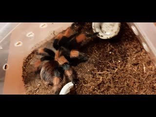 (brachypelma emilia) л11