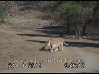 Lions try to chew on an armour plated pangolin india