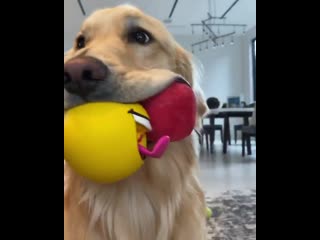 Happy golden retriever gets four tennis balls to play with