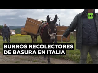 Emplean burros como recolectores de basura en italia