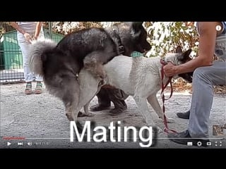 Первая вязка молодые funny first mating dogs कुत्ता संभोग। الكلب التزاوج アメリカン秋田。одесса