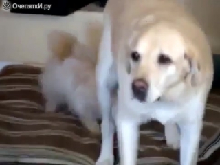 Получил хвостом по морде