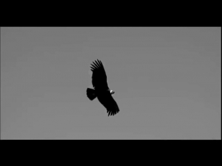 Я в весеннем лесу !!!