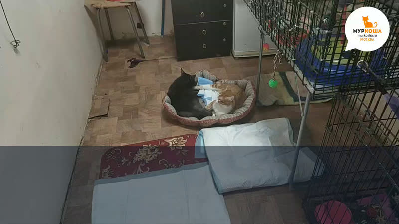 Янна серкова live via