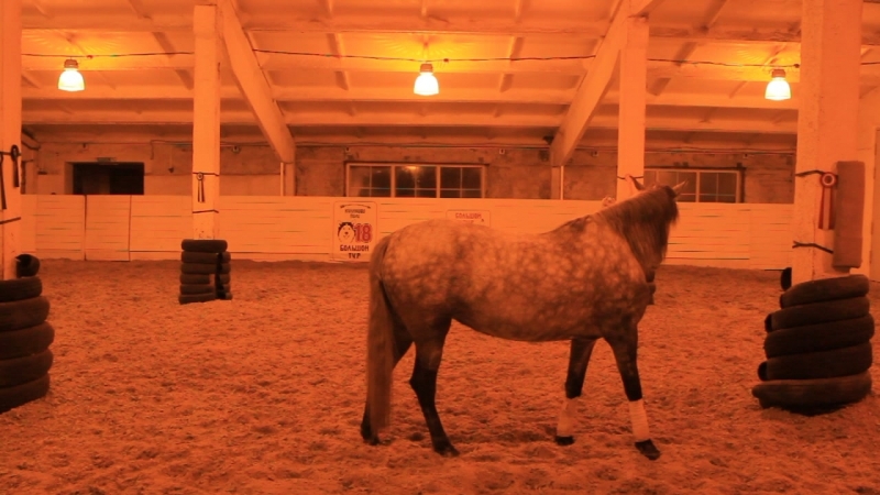 Mia (bucefalo xxxii orla iii)